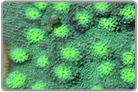 Green Eye Chalice Coral